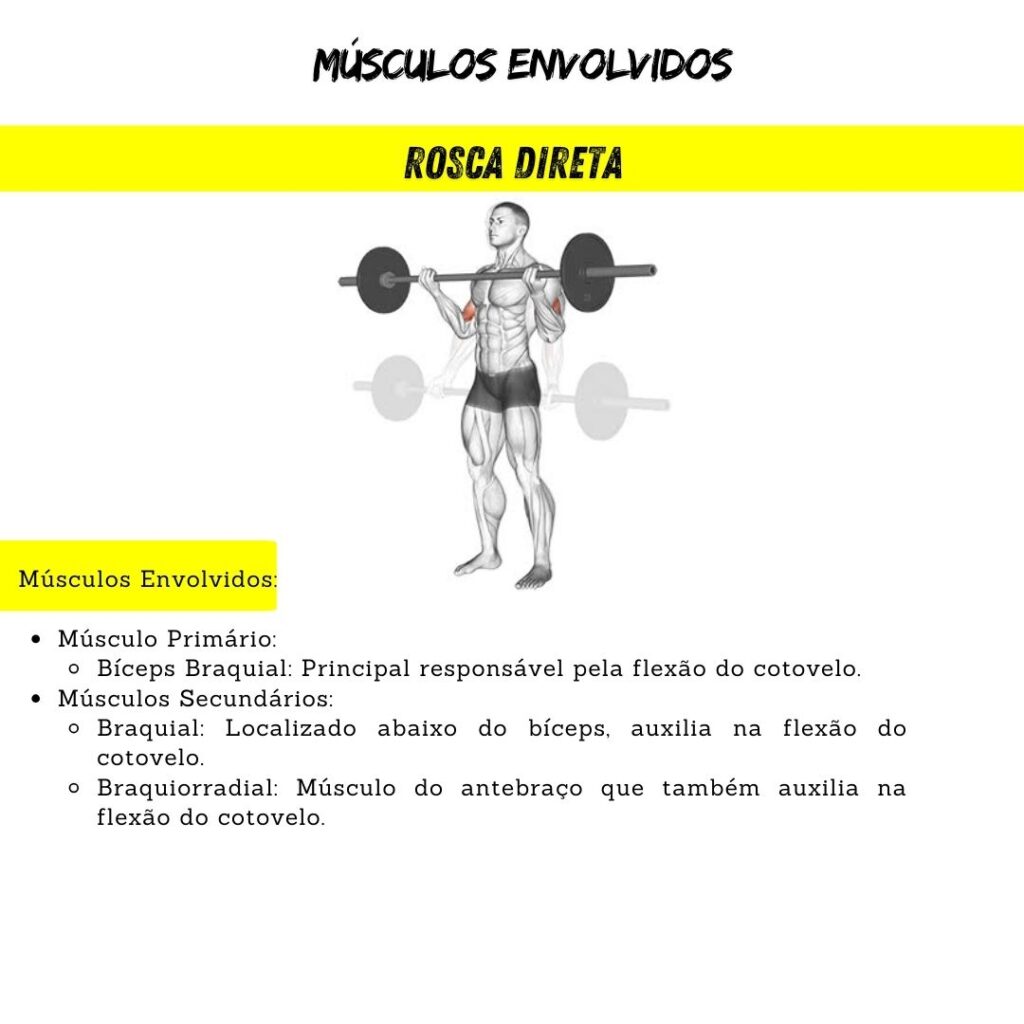 guia completo 3 1024x1024 - anatomia da musculação